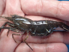 Macrobrachium japonicum