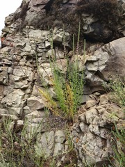 Sairocarpus multiflorus