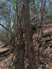 Calycophyllum candidissimum