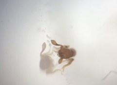 Discothyrea testacea
