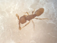 Discothyrea testacea