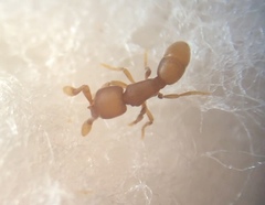 Discothyrea testacea