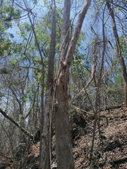 Calycophyllum candidissimum
