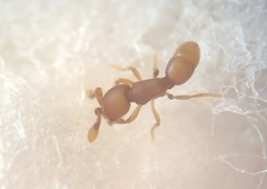 Discothyrea testacea