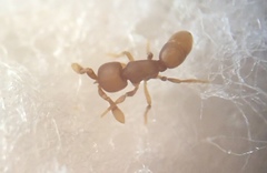 Discothyrea testacea