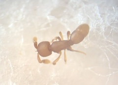Discothyrea testacea