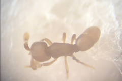 Discothyrea testacea