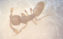 Discothyrea testacea