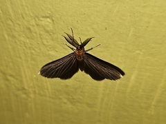 Melanchroia chephise