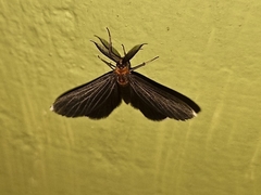 Melanchroia chephise