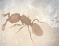 Discothyrea testacea