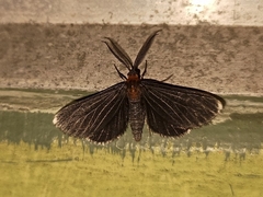 Melanchroia chephise
