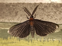 Melanchroia chephise
