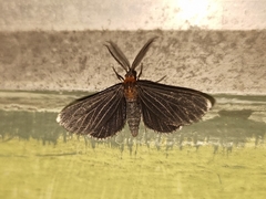 Melanchroia chephise