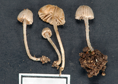 Entoloma horakii