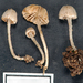 Entoloma minuta - Photo (c) Jerry Cooper, some rights reserved (CC BY), uploaded by Jerry Cooper