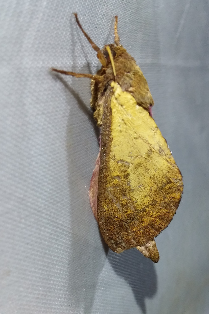 Oxycanus perplexus