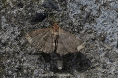 Adrapsa quadrilinealis