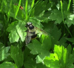 Volucella bombylans