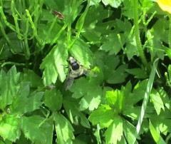 Volucella bombylans