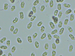 Peniophorella pubera