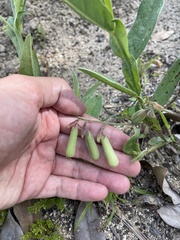 Crotalaria stipularia