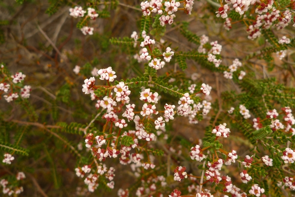 Pink Scholtzia