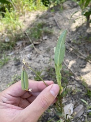 Crotalaria stipularia