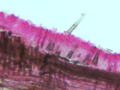 Peniophorella pubera