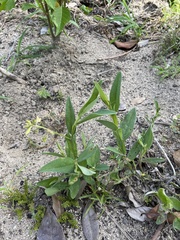 Crotalaria stipularia