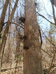 Xylosma horrida