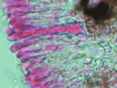 Peniophorella pubera