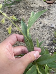 Crotalaria stipularia