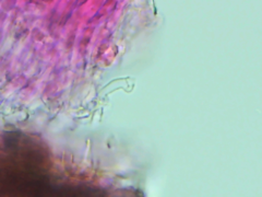 Peniophorella pubera