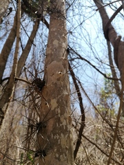 Xylosma horrida