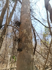 Xylosma horrida