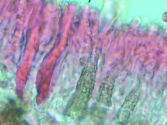 Peniophorella pubera