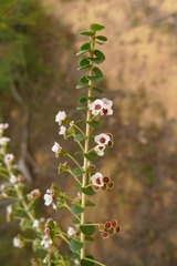 Scholtzia uberiflora