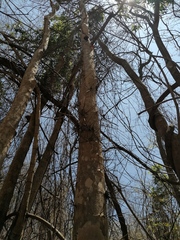 Xylosma horrida