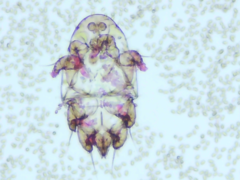 Peniophorella pubera