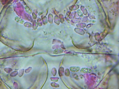 Peniophorella pubera