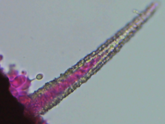 Peniophorella pubera