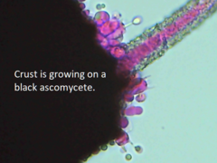 Peniophorella pubera