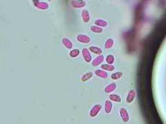 Peniophorella pubera