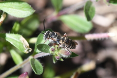 Triepeolus subnitens