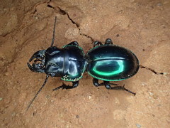 Carenum habitans