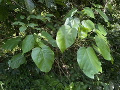 Thespesia grandiflora