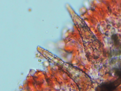 Peniophorella pubera