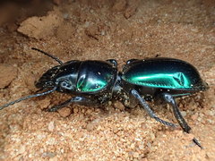 Carenum habitans