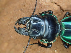 Carenum habitans